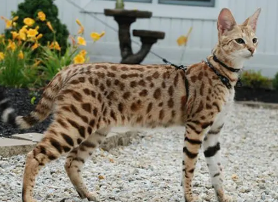 萨凡纳猫和豹猫区别大吗 萨凡纳猫和豹猫区别大吗