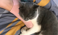 为什么英短猫咪爱睡觉