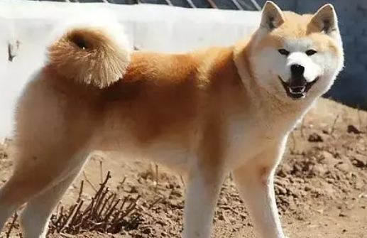 北海道犬介绍！