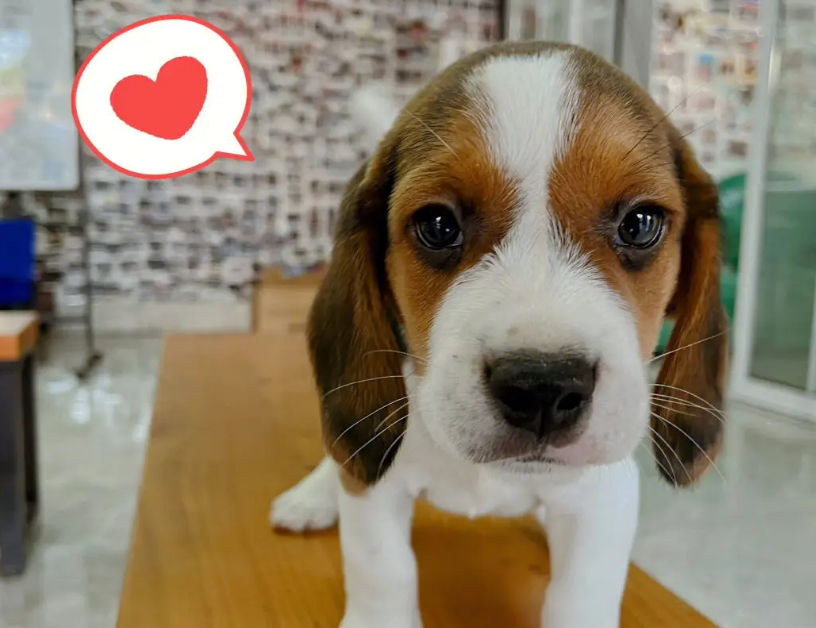 比格犬割声带以后会怎么样吗