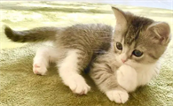 猫咪为什么粑粑带血丝