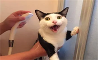 猫咪不洗澡身上为什么不臭呢