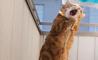 猫咪为什么要唱歌