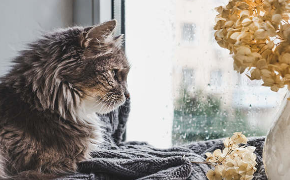 麒麟猫的寓意和象征意义