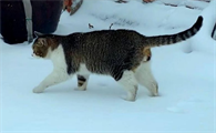 猫为什么后腿走路慢