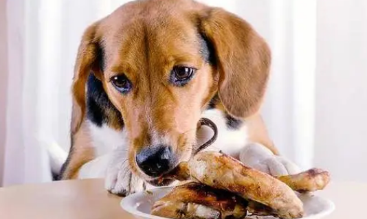 科乐宠物食品怎么加盟? 科乐宠物食品怎么加盟?