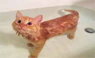 猫咪洗澡为什么会红肿呢