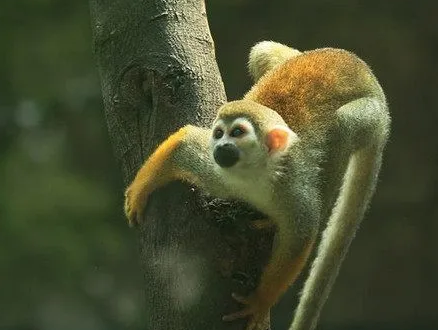 世界自然保护的赤背松鼠猴,原来长这个样! 世界自然保护的赤背松鼠猴,原来长这个样!