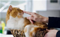 猫不肯主人出门为什么啊