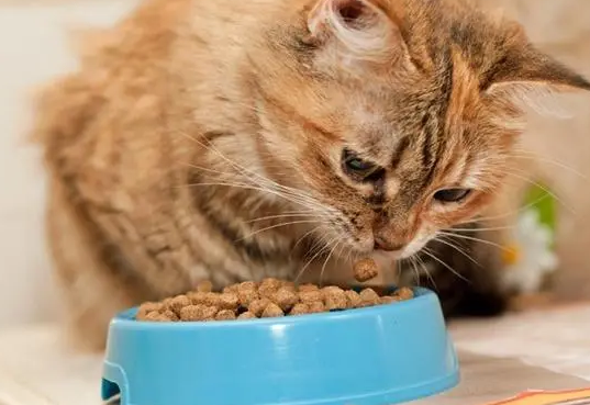 一文详解：爱贝猫粮怎么样？