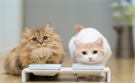猫咪为什么不用盖被子了呢