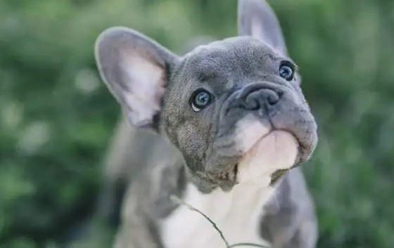 法牛幼犬多久立耳正常