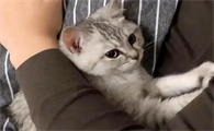 猫咪会对主人动情吗为什么呢