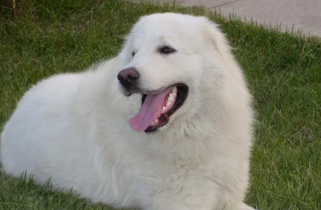 大白熊犬性格怎么样好不好 大白熊犬性格怎么样好不好