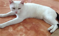 雪里拖枪猫有寓意么
