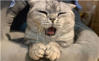 猫为什么啃我脸