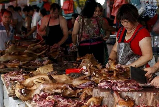 越南每年吃掉400万只，中国吃货为何不爱猫肉？
