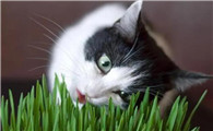 猫为什么吃罗汉草
