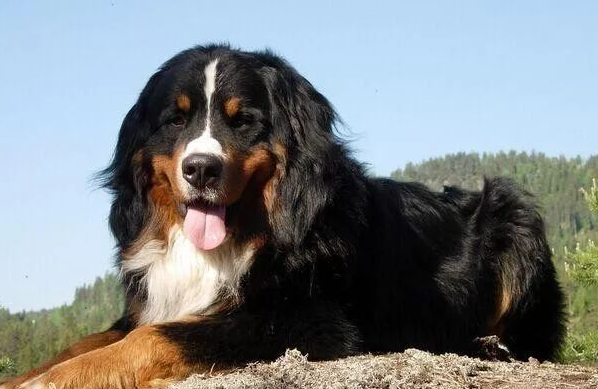 一文详解：恩特雷布赫山地犬有哪些特征？