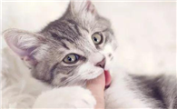 猫咪为什么咬你头发啊