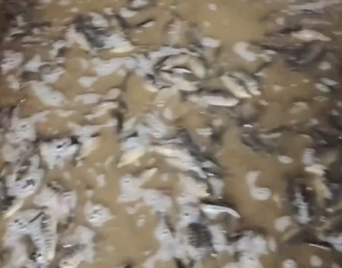 洪水过后女子家中密密麻麻全是鱼，大部分都在蹦跳：切勿随便吃！