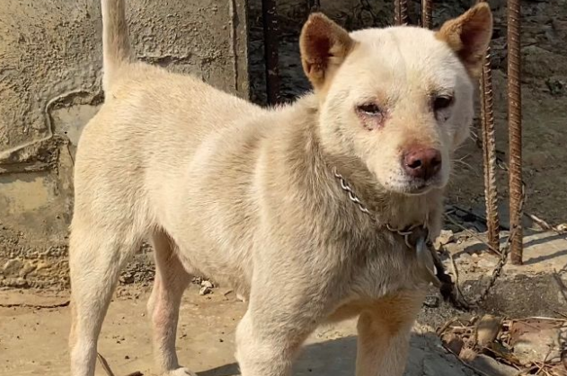 土猎犬:一种忠诚、勇敢和聪明的犬种,如何选择适合你的伙伴? 土猎犬:一种忠诚、勇敢和聪明的犬种,如何选择适合你的伙伴?