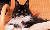 猫咪打喷嚏，流鼻涕好久了怎么办啊