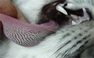 猫咪的舌头为什么有刺有什么作用