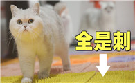 为什么猫不怕指压板啊
