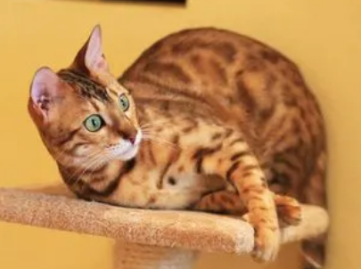 孟加拉猫好养吗？来了解下吧