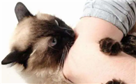 猫咪为什么喜欢扑人手臂呢