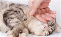 猫咪为什么在身边睡觉不动