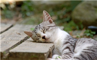 猫咪为什么不看手机屏幕呢