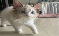 猫咪为什么犟嘴打人呢