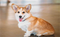 什么中小型犬聪明听话又好养