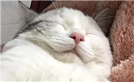 猫咪为什么睡觉会哼哼唧唧