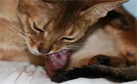 母猫羊水破了之后多久生小猫