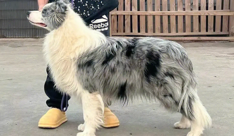 边境陨石牧羊犬怎么样 边境陨石牧羊犬怎么样