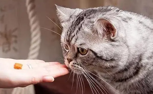 宠立安是宠物消炎药吗 宠立安是宠物消炎药吗