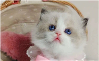 猫咪爱舔光头发是怎么回事