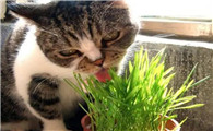 猫为什么会对麦苗上瘾啊