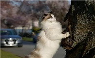 猫为什么不愿离人很近呢