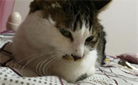 猫咪驱虫怎么做比较好