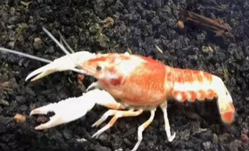 观赏虾寿命多长时间 观赏虾寿命多长时间