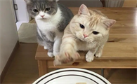 不给猫吃饭会怎么样呢