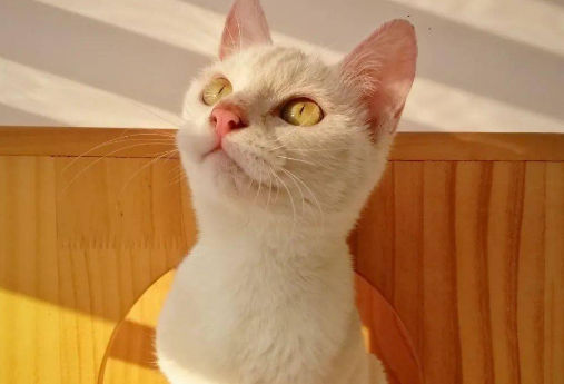 中华名猫大全——拖枪猫 中华名猫大全——拖枪猫