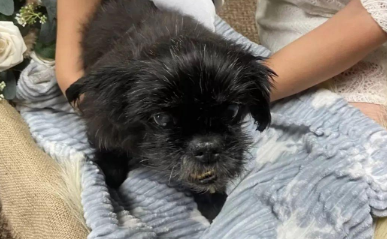 为了不让17岁爱犬错过婚礼，主人决定在宠物医院举办仪式