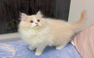 猫乳白长毛猫是什么品种