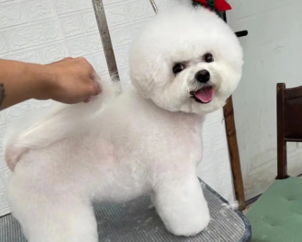 比熊需要多久美容一次比较好