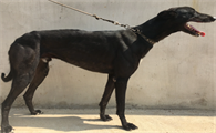 国内最牛的种公格力犬品种